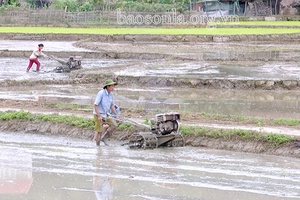 Vụ mùa ở Sốp Cộp 