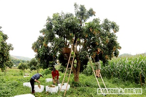 Sông Mã xuất khẩu nhãn sang thị trường EU và Vương quốc Anh
