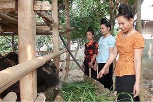 Hội LHPN huyện Quỳnh Nhai hỗ trợ hội viên phát triển kinh tế