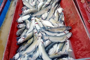 Phù Yên: Thiệt hại 500 kg cá lồng do mưa lũ