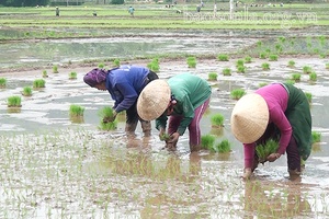 Khẩn trương gieo cấy lúa mùa