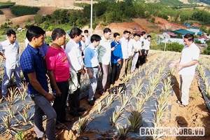 Phát huy vai trò nòng cốt của kinh tế tập thể