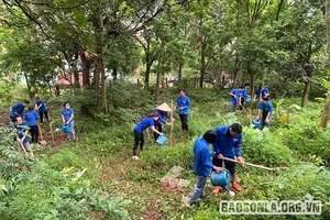 ĐVTN phường Tô Hiệu ra quân trồng 100 cây ban