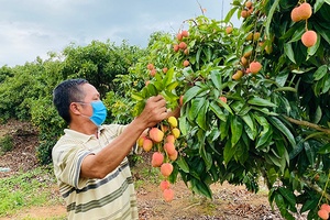 Hỗ trợ nông dân tiêu thụ nông sản