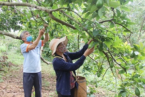 Thơm ngon hương vị bơ Mộc Châu