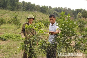 Chuyển đổi cây trồng tăng thu nhập cho nhân dân