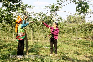 Thuận Châu hoàn thành chi trả dịch vụ môi trường rừng