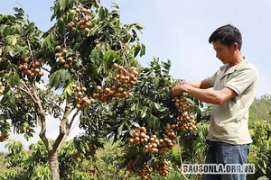 Việc học và làm theo Bác đã trở thành thường xuyên