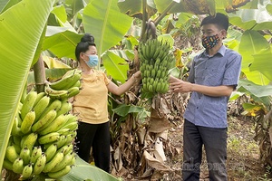 Thêm những mô hình sản xuất mới ở vùng ngoại ô Thành phố