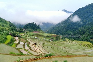 Cấy lúa trên đỉnh Sam Síp