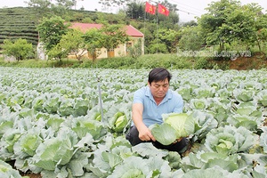 Rau trái vụ, hướng đi hiệu quả cho người nông dân