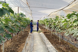 “Cầu nối” đưa khoa học kỹ thuật đến với nông dân