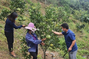 Thực hiện hiệu quả Chương trình mục tiêu quốc gia giảm nghèo bền vững