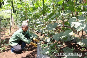 Tín dụng - chính sách giúp phụ nữ thoát nghèo