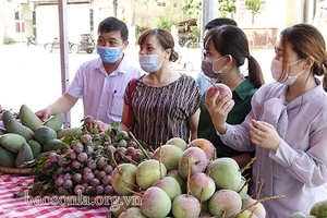 Toàn tỉnh: Tiêu thụ gần 19.000 tấn xoài, trên 52.000 tấn mận