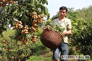 Sông Mã xuất khẩu nhãn sang thị trường EU và Vương quốc Anh