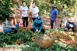 Sông Mã xuất khẩu 1.500 kg nhãn sang thị trường Đức