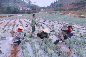 Thu hút đầu tư phát triển các nhà máy chế biến nông sản