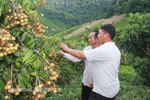 Đồng hành cùng nông dân phát triển sản xuất