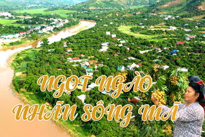 Ngọt ngào nhãn Sông Mã