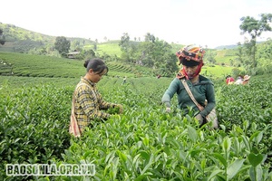 Cây chè trên đất Nong Lào