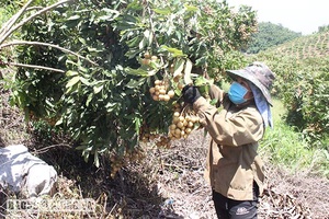 Mùa nhãn ở Yên Châu