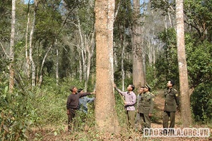 Quy hoạch và phát triển vốn rừng