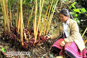 Tháo gỡ khó khăn trong trồng, chế biến các sản phẩm dược liệu