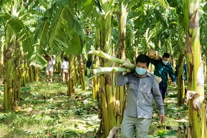 Hỗ trợ cây chuối cho bà con huyện Phù Yên làm thức ăn gia súc 