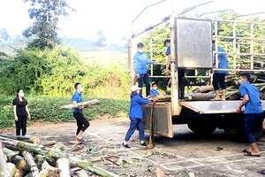 Chuyến xe hỗ trợ thức ăn gia súc hướng về Phù Yên