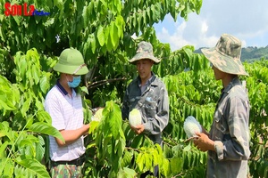 Ngọt lành na Mai Sơn