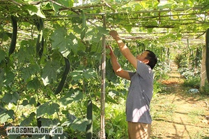 Mô hình trồng rau trái vụ ở Yên Châu