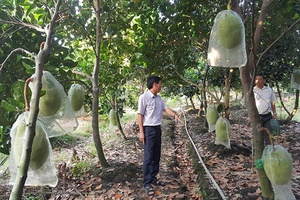 Thương mại điện tử thúc đẩy tiêu thụ nông sản