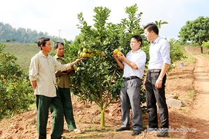 Hỗ trợ người dân phát triển kinh tế rừng và trang trại bền vững