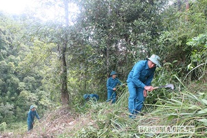 Đa lợi ích từ dịch vụ môi trường rừng