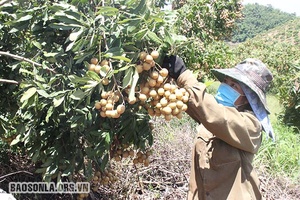 Nhãn chín muộn ở Lóng Phiêng