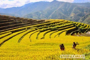 Mùa lúa chín trên rẻo cao Xím Vàng