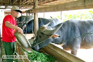 Hiệu quả nghề nuôi trâu, bò vỗ béo