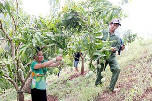 Xây dựng thương hiệu nông sản Yên Châu