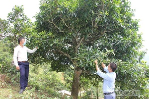 Bắc Yên phát triển cây trồng có lợi thế