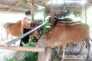 Phụ nữ xã Mường Bú giúp nhau làm kinh tế gia đình