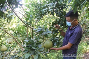 Mộc Châu phát huy hiệu quả Quỹ hỗ trợ nông dân