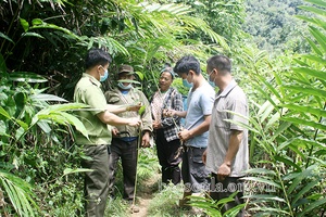 Phiêng Ban thêm sinh kế từ dịch vụ môi trường rừng