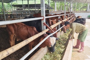 Sông Mã đẩy mạnh phát triển chăn nuôi đại gia súc