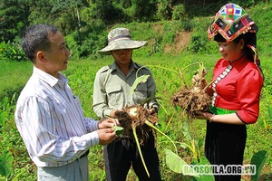 Đặc sản khoai sọ Thuận Châu