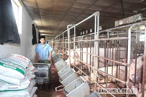 Chăn nuôi theo các chuỗi sản xuất liên kết khép kín