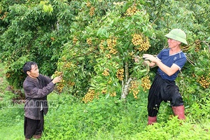 Trái ngọt bên dòng suối Quanh