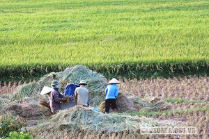 Sông Mã vào vụ gặt lúa mùa