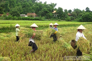 Đổi công ngày mùa - nét đẹp trong đời sống của đồng bào miền núi