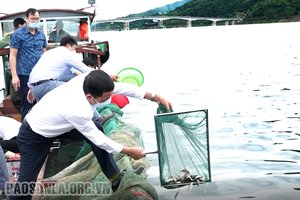 Thả 50.000 con cá giống tái tạo nguồn lợi thủy sản